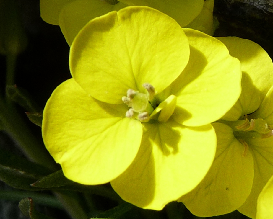 Erysimum cfr.jugicola