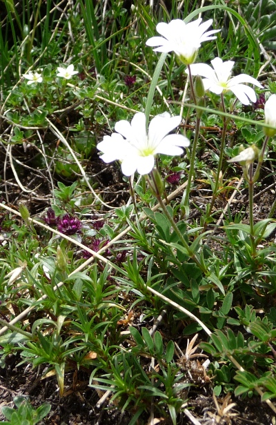 da determinare - Cerastium sp.