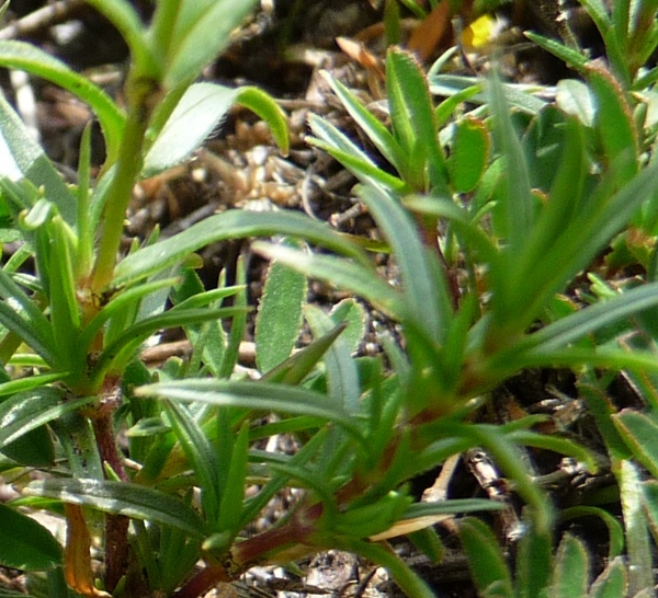 da determinare - Cerastium sp.