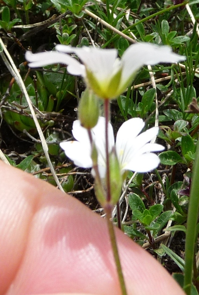 da determinare - Cerastium sp.