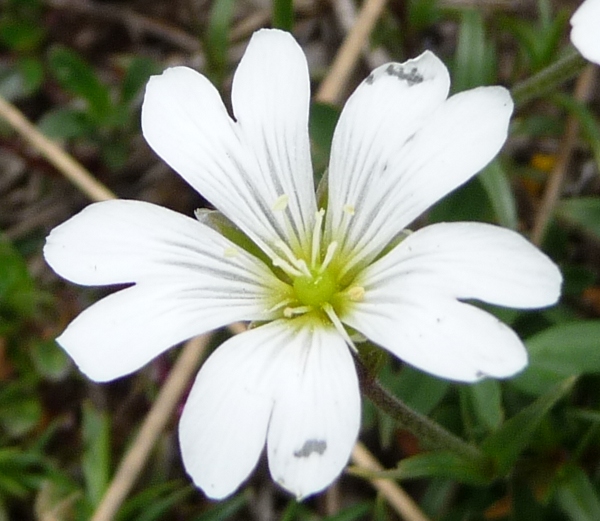 da determinare - Cerastium sp.