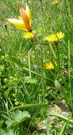 Tulipa australis