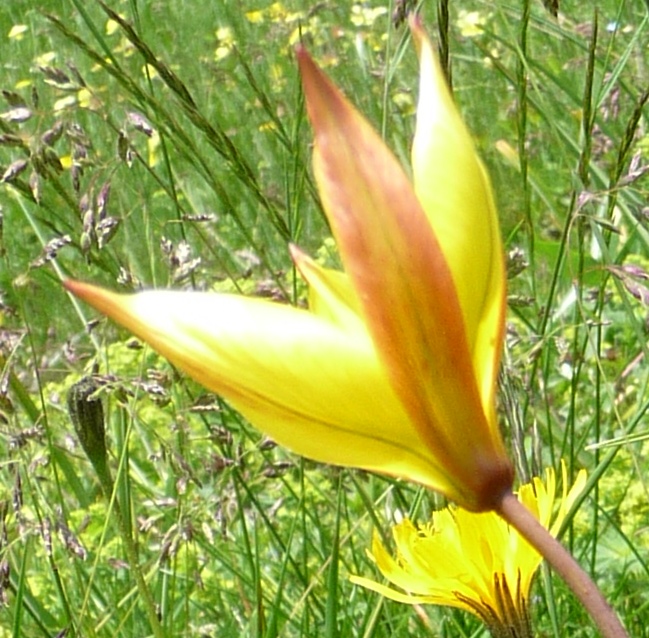 Tulipa australis