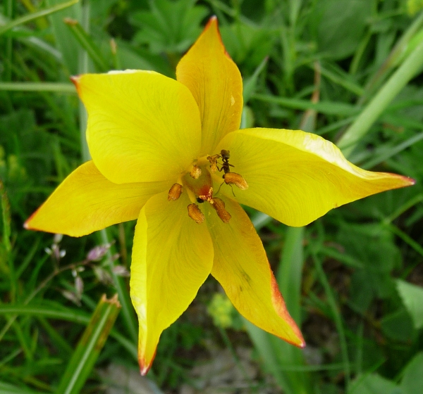 Tulipa australis