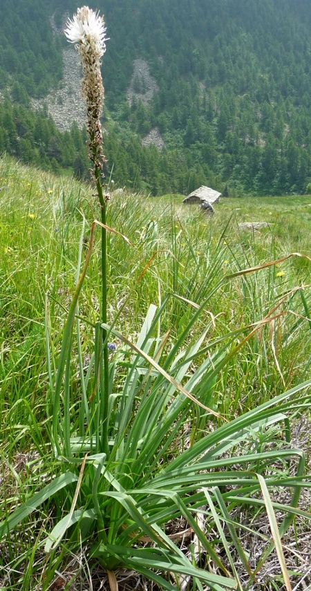 Asphodelus albus / Asfodelo bianco