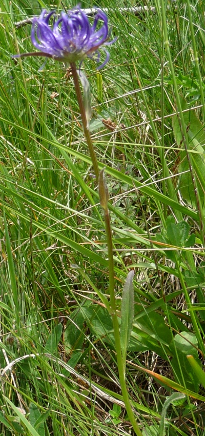 da determinare - Phyteuma orbiculare e Phyteuma sp.