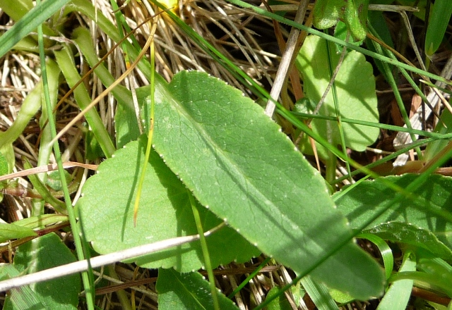 da determinare - Phyteuma orbiculare e Phyteuma sp.