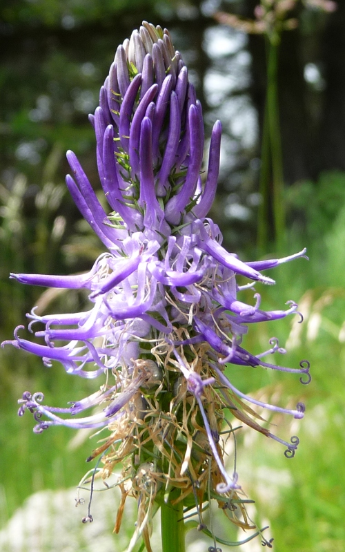 da determinare - Phyteuma orbiculare e Phyteuma sp.