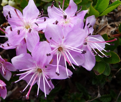 Rhodothamnus chamaecistus / Rodotamno, Rododendro cistino