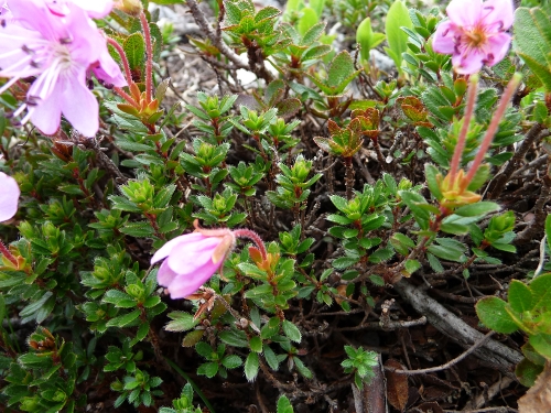 Rhodothamnus chamaecistus / Rodotamno, Rododendro cistino