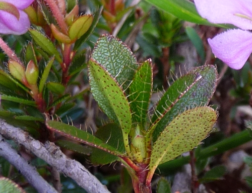 Rhodothamnus chamaecistus / Rodotamno, Rododendro cistino