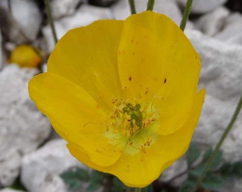 Papaver alpinum