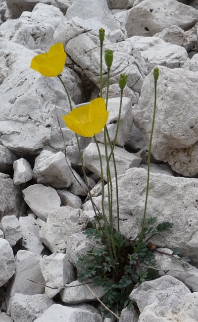 Papaver alpinum