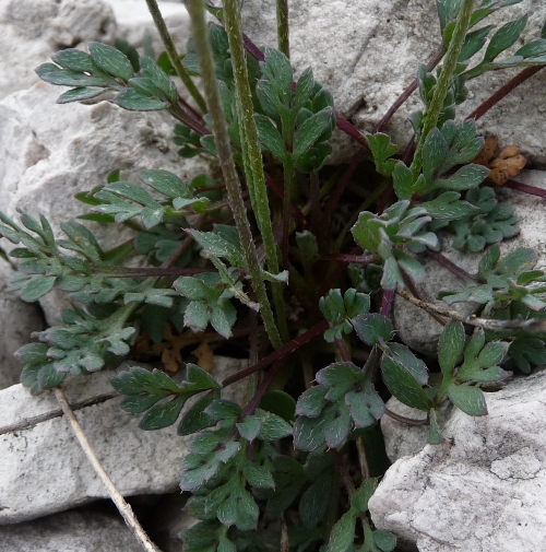 Papaver alpinum