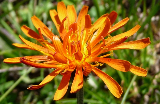 Crepis aurea