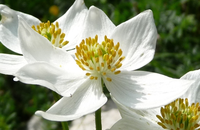 Anemonastrum narcissiflorum (= Anemone narcissiflora)