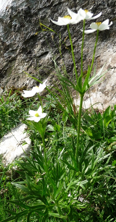 Anemonastrum narcissiflorum (= Anemone narcissiflora)