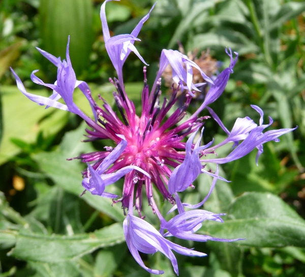 Centaurea montana / Fiordaliso montano