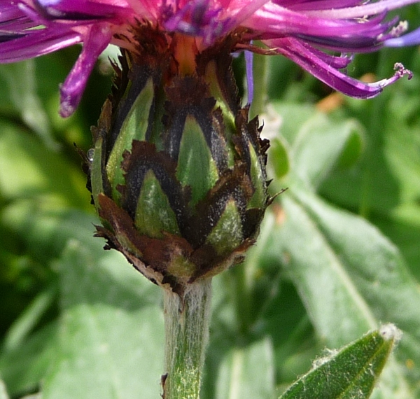 Centaurea montana / Fiordaliso montano