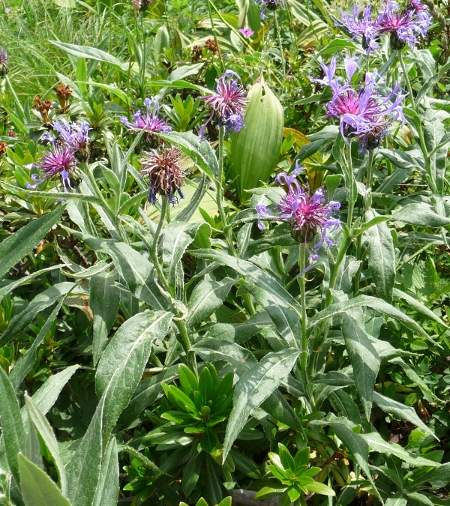 Centaurea montana / Fiordaliso montano