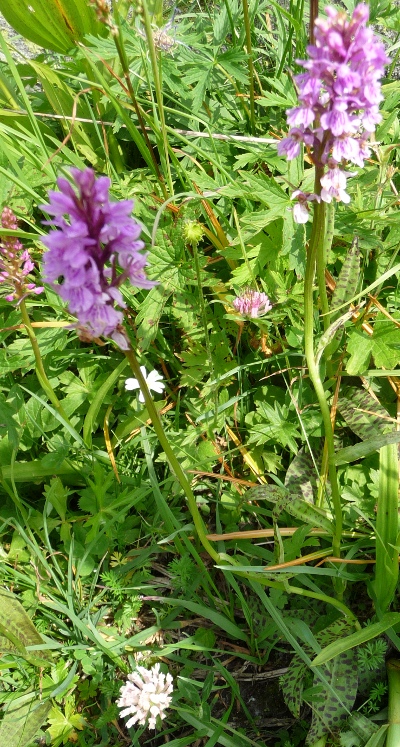 Dactylorhiza maculata ?