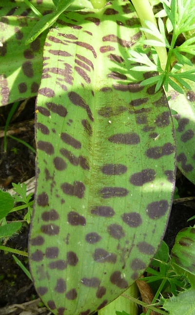 Dactylorhiza maculata ?