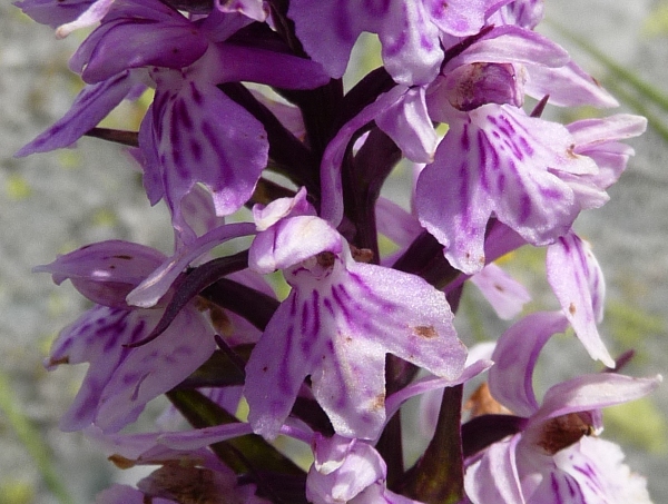 Dactylorhiza maculata ?