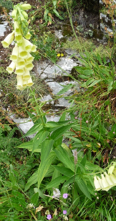 da determinare - Digitalis cfr.lutea.