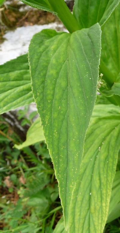 da determinare - Digitalis cfr.lutea.