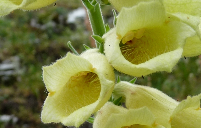 da determinare - Digitalis cfr.lutea.