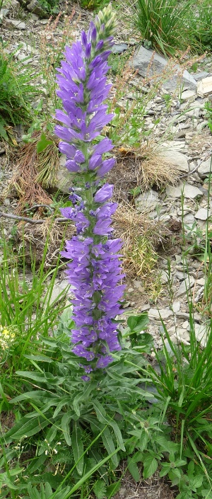 Campanula spicata