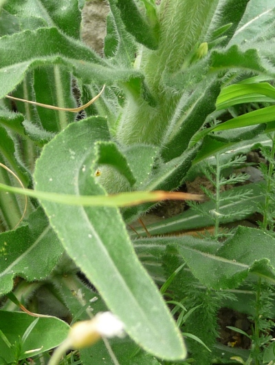 Campanula spicata