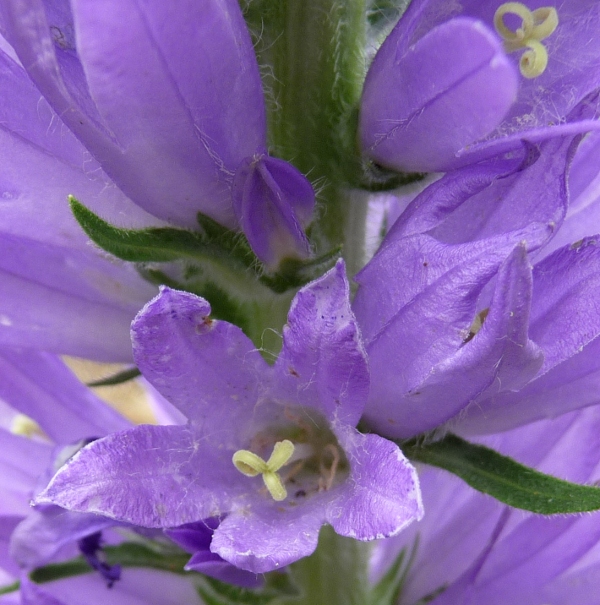 Campanula spicata