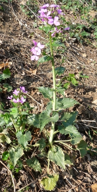 Lunaria annua L.