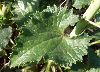 Lunaria annua L.