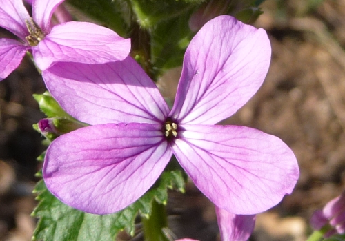 Lunaria annua L.