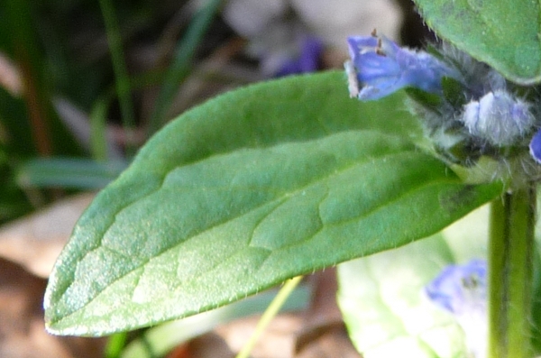 Salvia ?- no, Ajuga reptans L.