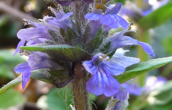 Salvia ?- no, Ajuga reptans L.