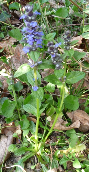 Salvia ?- no, Ajuga reptans L.