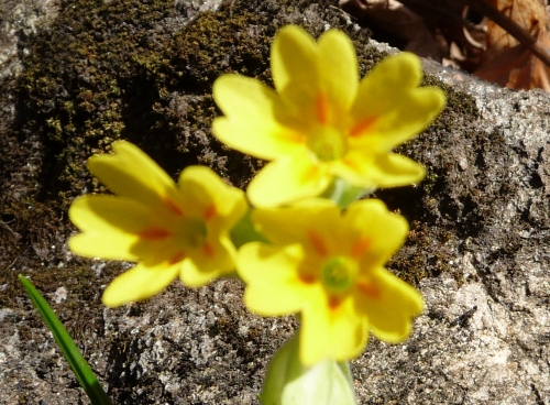 Primula veris L. subsp. suaveolens