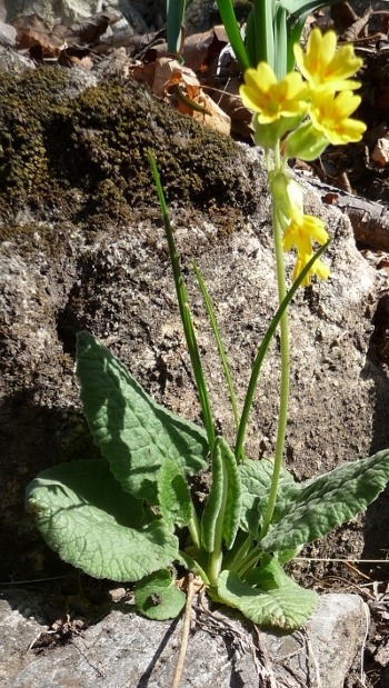 Primula veris L. subsp. suaveolens