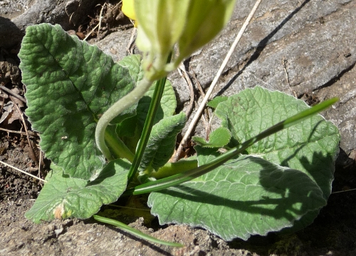 Primula veris L. subsp. suaveolens