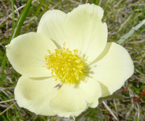 Pulsatilla alpina subsp. apifolia