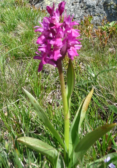 da identificare: orchidea?