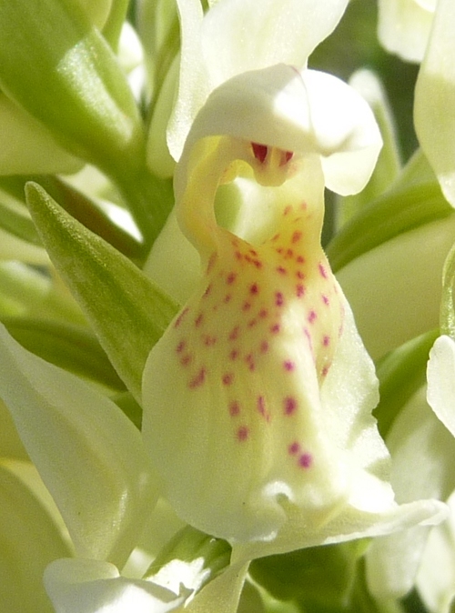 da detrminare : orchidea?