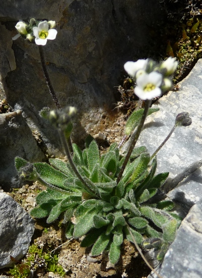 Draba dubia