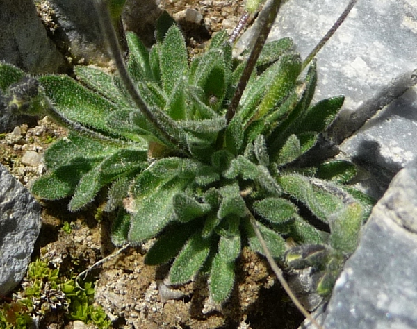 Draba dubia / Draba dubbia