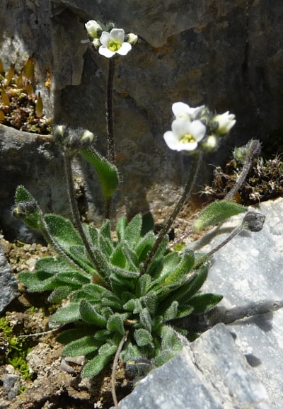 Draba dubia / Draba dubbia