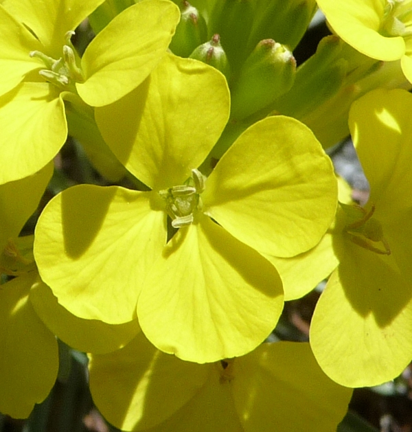 Erysimum sp.