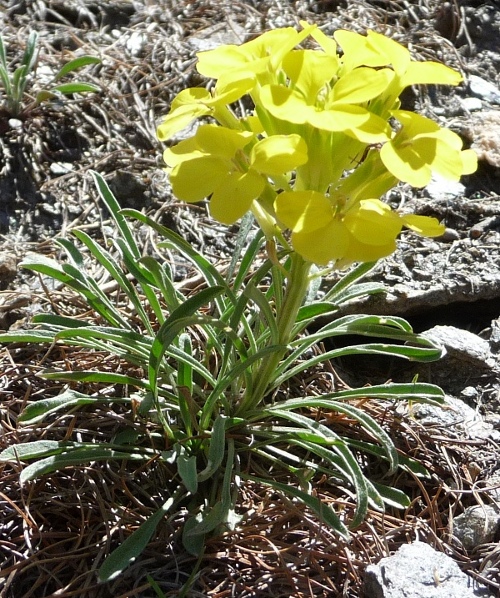 Erysimum sp.